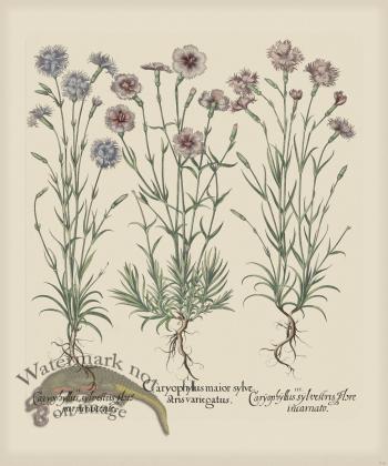 Besler 316 Colored  B2